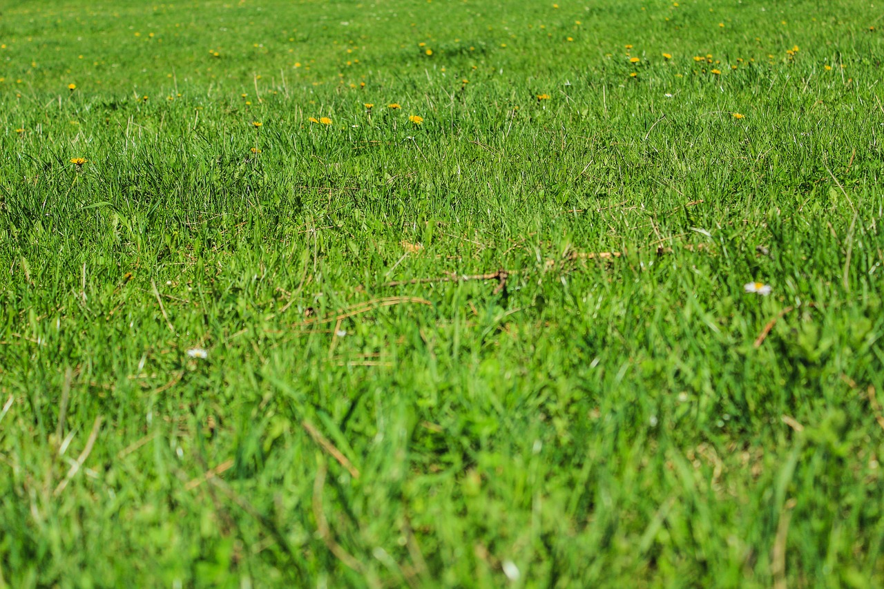 Improve Your Lawn with top dressing Improve Your Lawn with top dressing